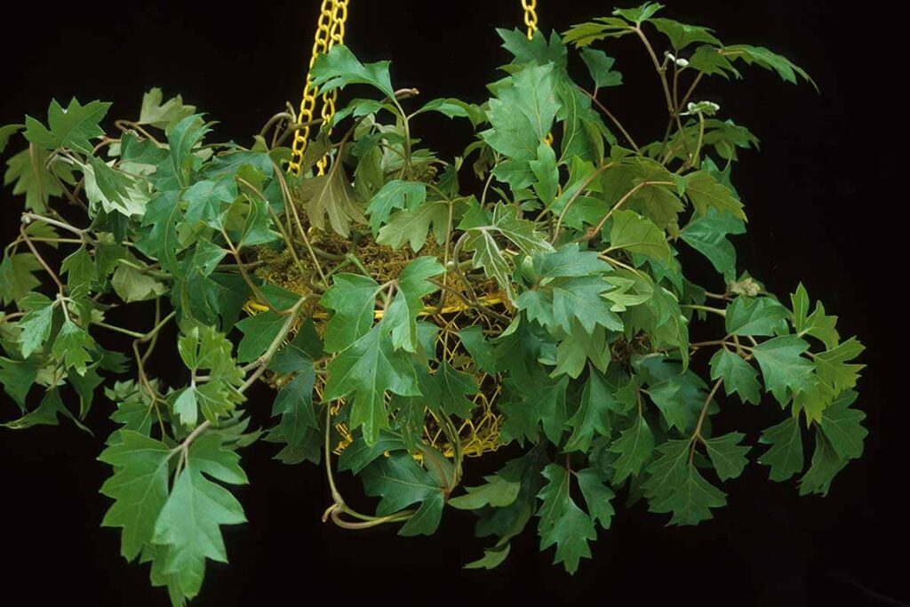 10 Secrets to Thriving Grape Ivy Plants