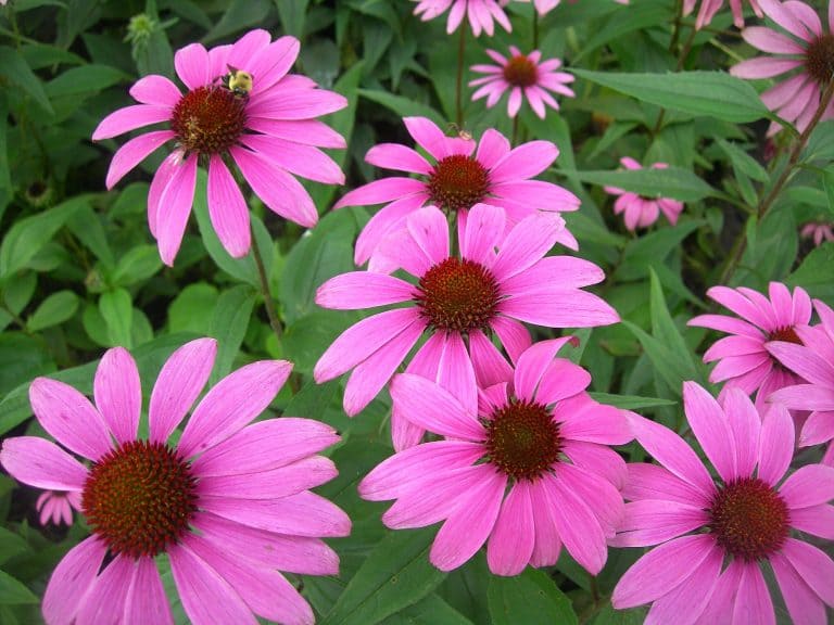 Discover the Power of Echinacea and Etrian: Natural Remedies for Wellness