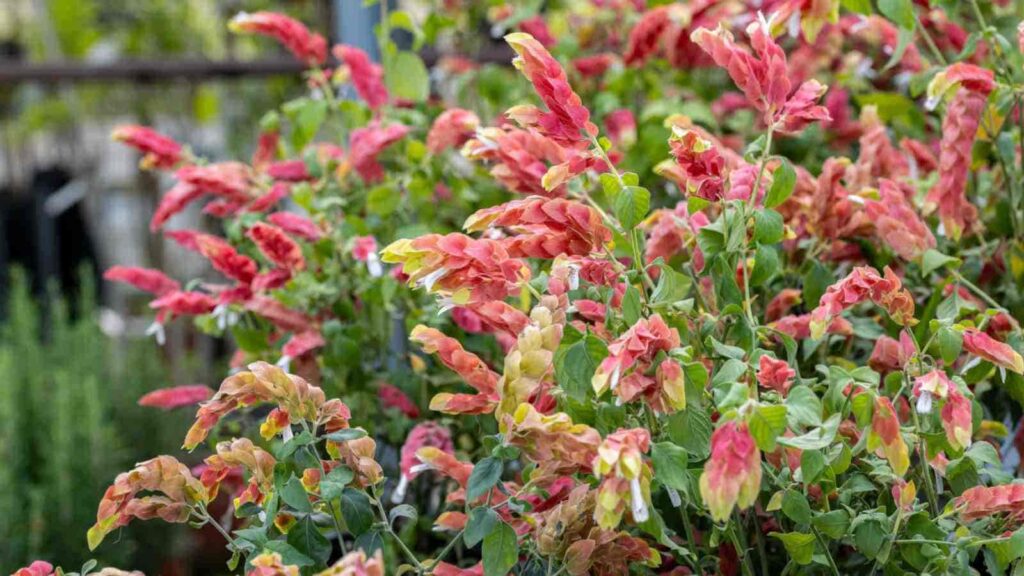 Discover the Unique Beauty of Shrimp Plants