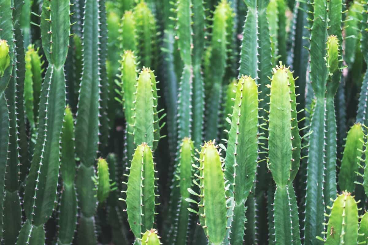 Fairy Castle Cactus Magical Plant Care Tips and Tricks