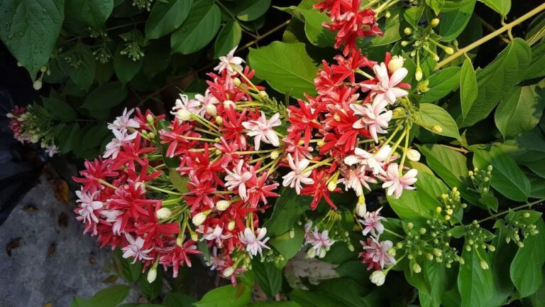 Rangoon Creeper: Essential Growing Tips for a Vibrant Garden