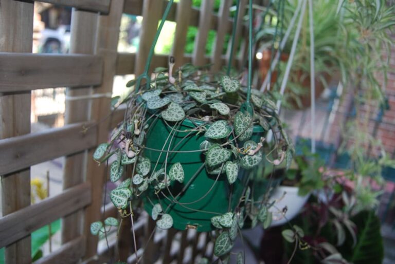 Top 5 Secrets to a Thriving Ceropegia Rosary Vine