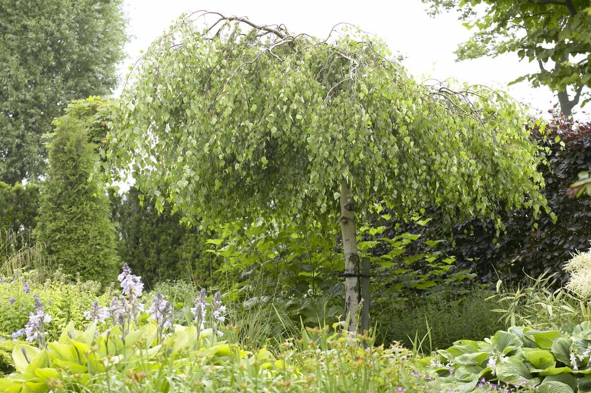 Weeping Birch A Complete Guide to Planting and Nurturing